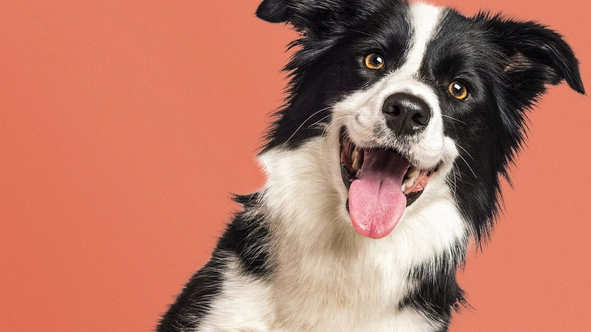 Знакомьтесь, пёс