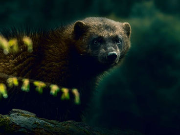 Неистовая росомаха Неистовая росомаха