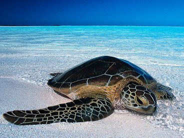 Люди и черепахи