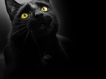 Животные и суеверия Животные и суеверия