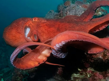 Гениальные морские охотники