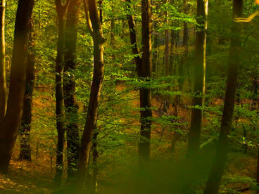 Нацпарк Фрушка-Гора Сербия Нацпарк Фрушка-Гора Сербия