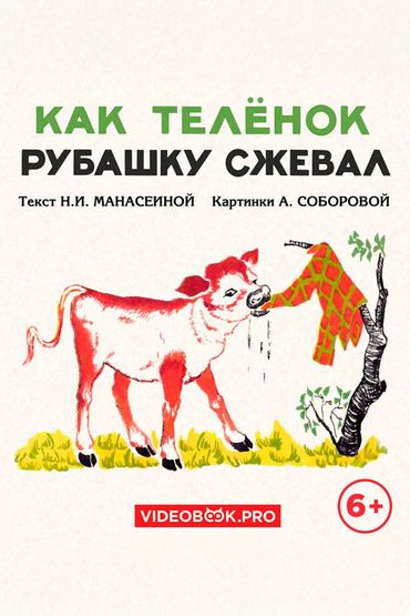 Как телёнок рубашку сжевал