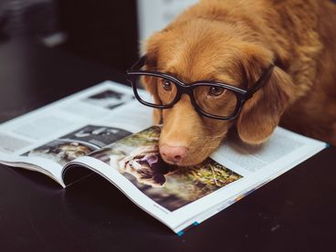 Лапки-News Лапки-News