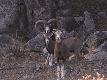Бавелла, площадка для корсиканских муфлонов Бавелла, площадка для корсиканских муфлонов
