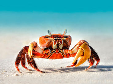 Таинственный мир ракообразных