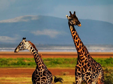 Зверята-работяги Зверята-работяги