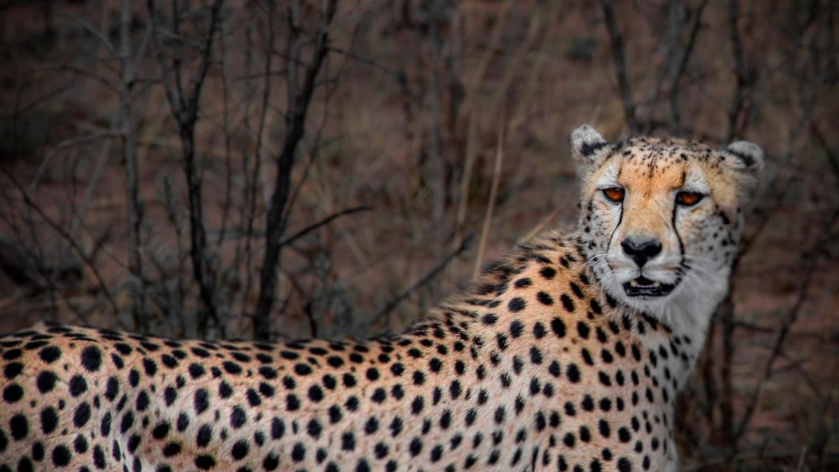 Африканские истории семьи гепардов