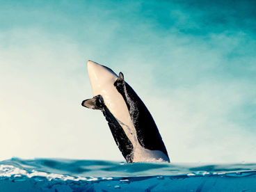 Миграции: большой заплыв