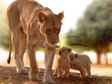 Львы с Крокодильей реки