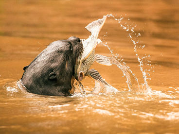 Пантанал под угрозой