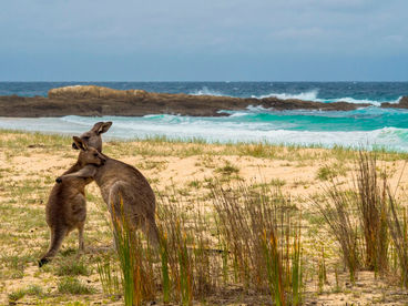 Дикая Австралия Дикая Австралия
