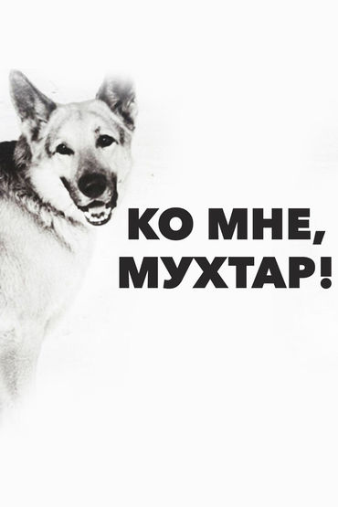 Ко мне, Мухтар! Ко мне, Мухтар!