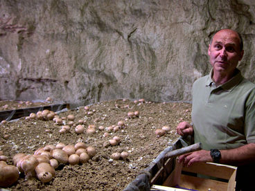 Парижские шампиньоны Парижские шампиньоны