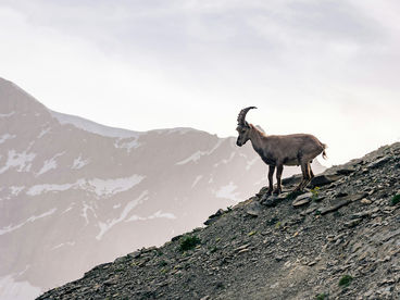 Жизнь на скалах Жизнь на скалах