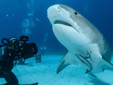 Подводный мир Подводный мир