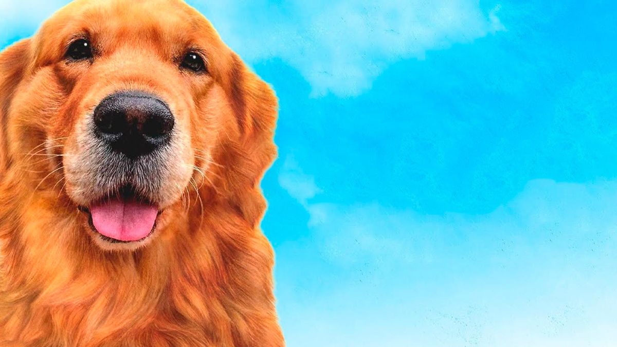 Мой пёс Руни