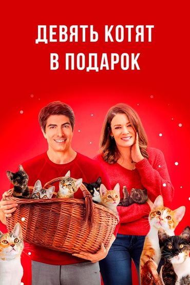 Девять котят в подарок