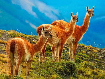 Дикая природа Чили Дикая природа Чили