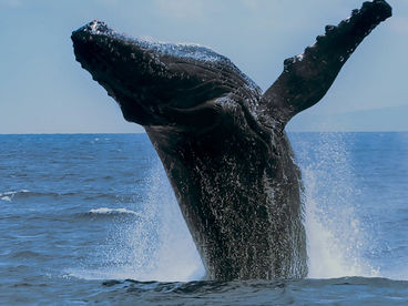 Горбатые киты Горбатые киты