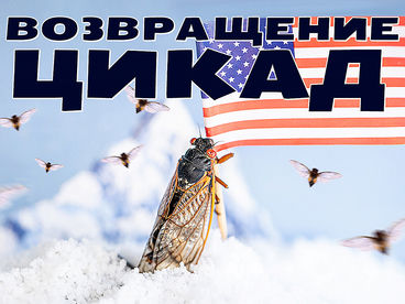 Возвращение цикад
