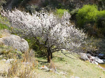 Ущелье Тамга-Таш