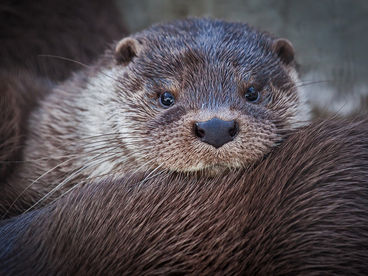 Детёныши Детёныши