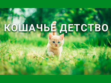 Кошачье детство Кошачье детство