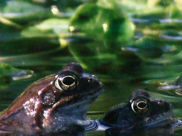 Супер-слизь Супер-слизь