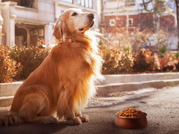 Хвостатый переполох