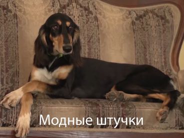 Модные штучки