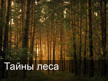 Тайны леса Тайны леса