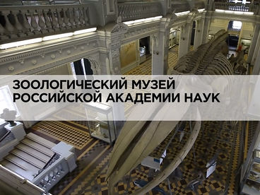Зоологический музей Российской Академии наук