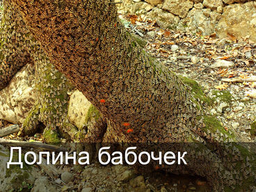 Долина бабочек Долина бабочек