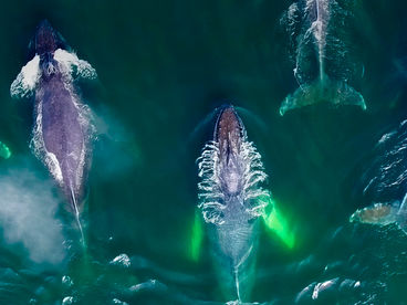 Гениальные морские охотники Гениальные морские охотники