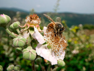 Тайны севеннских пчёл