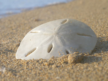 Великая сила природы