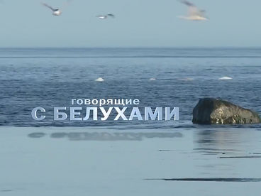 Говорящие с белухами