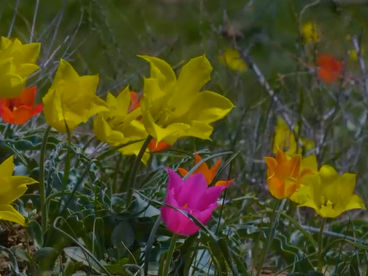 Горные цветы Горные цветы