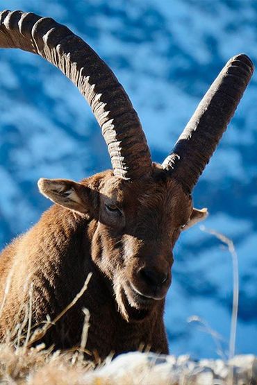 Козерог - властелин гор