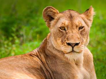 Последняя львица