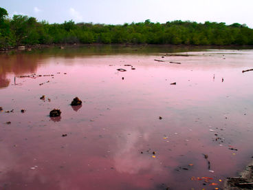 Мангровые заросли Мартиники Мангровые заросли Мартиники