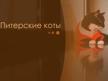 Питерские коты