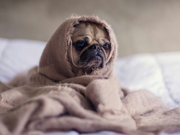 Опасна ли анестезия для домашних животных?