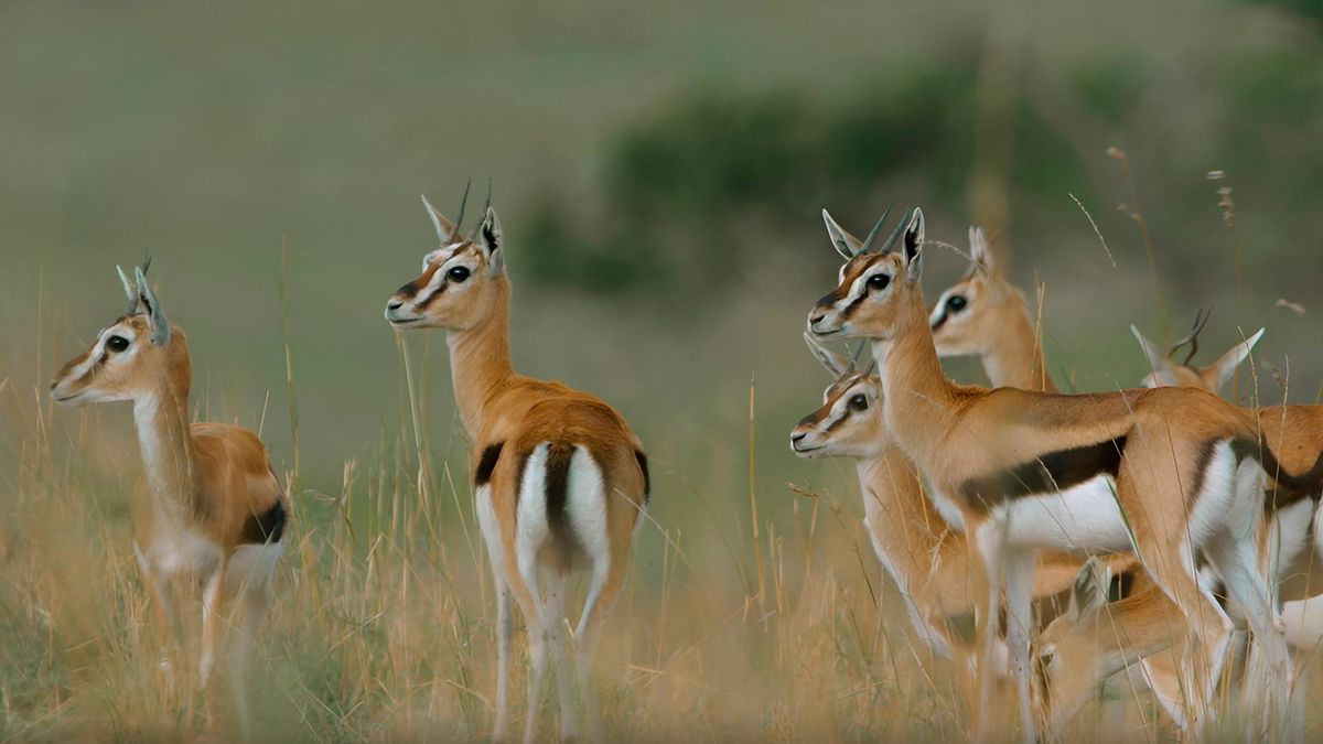 Глазами жертвы