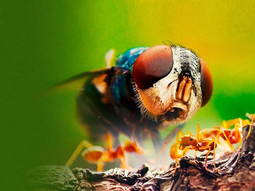 Пугающие артроподы