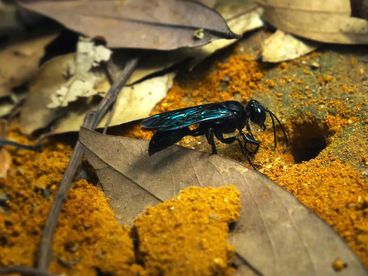 Ключевые участники экосистемы Индонезии Ключевые участники экосистемы Индонезии