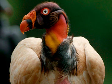 Птицы: хозяева стихий Птицы: хозяева стихий