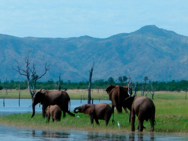 Дикая природа Замбези Дикая природа Замбези