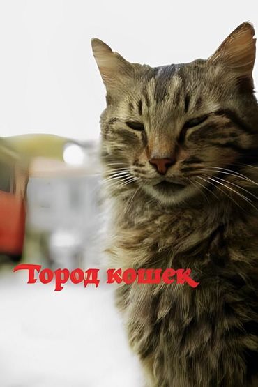 Город кошек